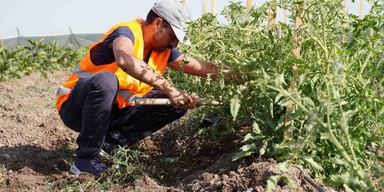 Keçiören Belediyesi’nin bostanlarında hasat başladı