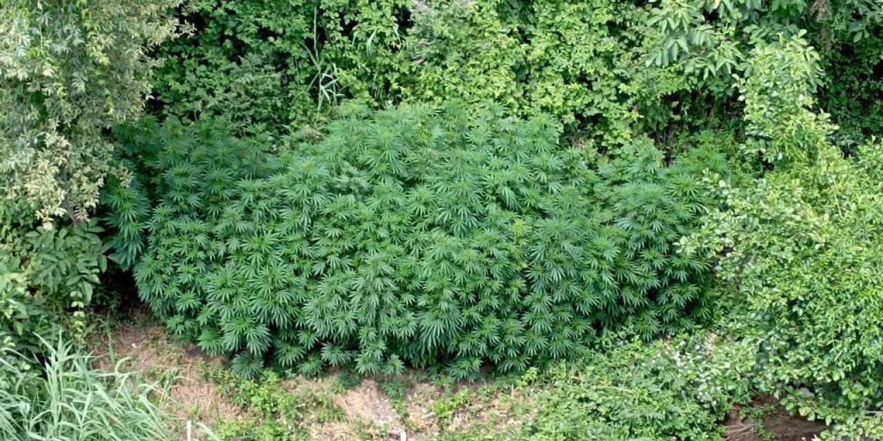 Bingöl’de 2 bin 885 kök kenevir ele geçirildi