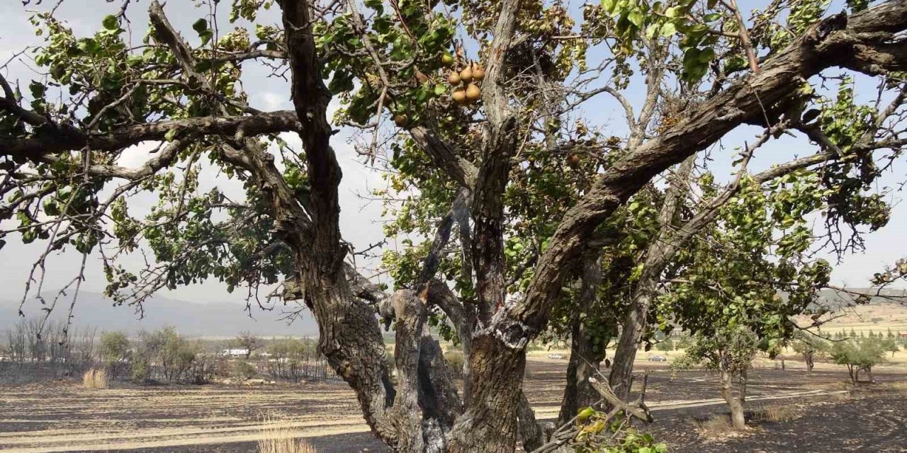 Isparta’da 150 dekar buğday tarlası ve 1 hektar ormanlık alan kül oldu