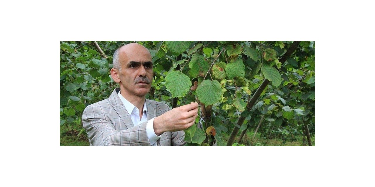 Fındık üreticisi hasat öncesi fiyatın açıklanmasını bekliyor