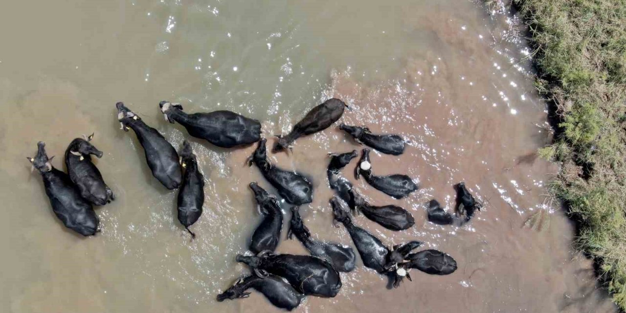 Sivas’taki bu görüntüler Serengeti’yi aratmıyor