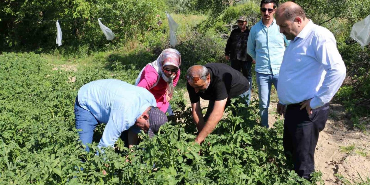 Erzincan’da patates üretimi devlet eliyle yaygınlaşıyor