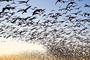 Gökyüzünden ölü kuş yağdı