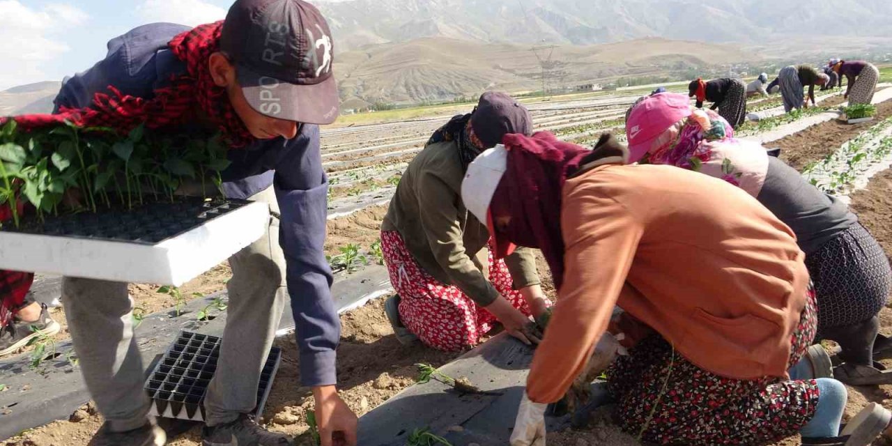 Van’da mevsimlik tarım işçileri bunaltıcı sıcaklara rağmen tarlalarda çalışmayı sürdürüyor