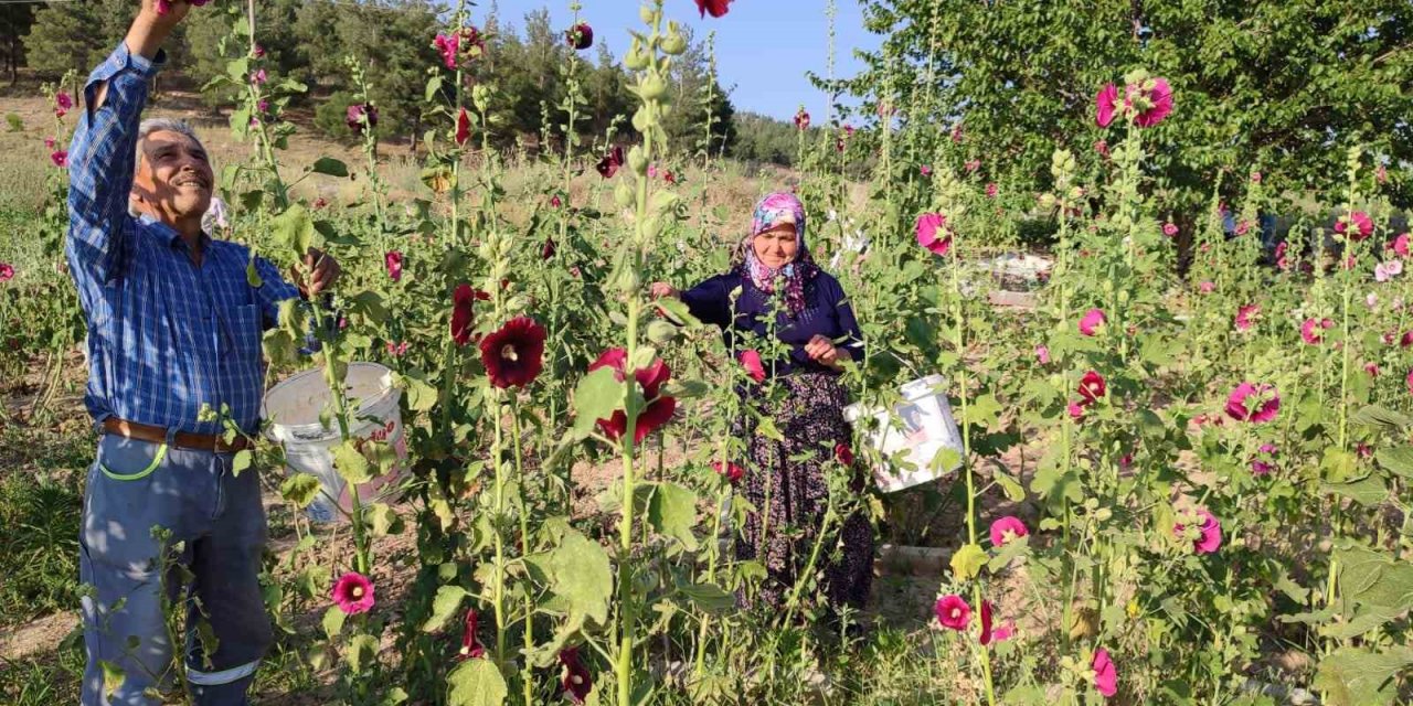 Deve gülü ekmek kapısı oldu