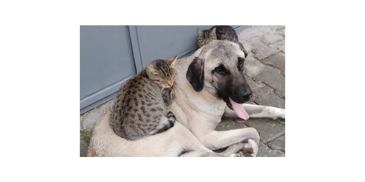 Köpek ve kedinin dostluğu görenleri şaşırtıyor