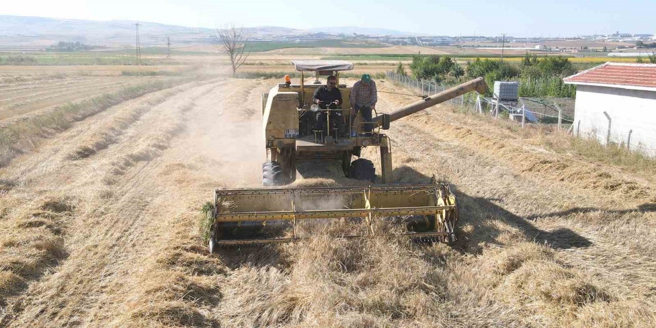 Çorum’da çiftçilere ata tohumu dağıtılacak