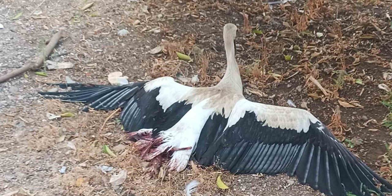 Antalya’ya her yıl cami kubbesine yuva yapan leylek bacakları kırılmış vaziyette bulundu