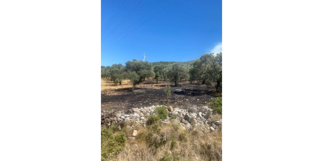 Didim’de makilik ve zeytinlik yangını korkuttu