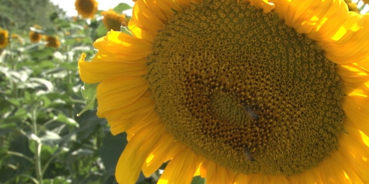 Kahramankazan ovasında ayçiçeği tarlaları sarının her tonuyla güneşi kıskandırıyor