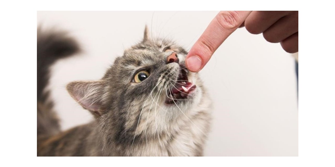 Biri ısırdı biri tırmaladı