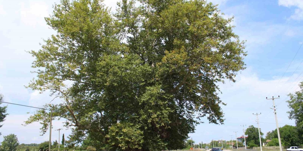 700 yıldır dimdik ayakta