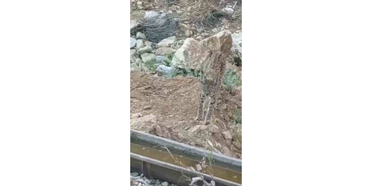 Nesli tükenme tehlikesi altında olan vaşak kamerada