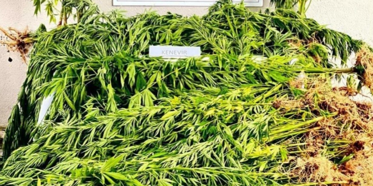 Jandarmadan uyuşturucu operasyonu; 1 tutuklu