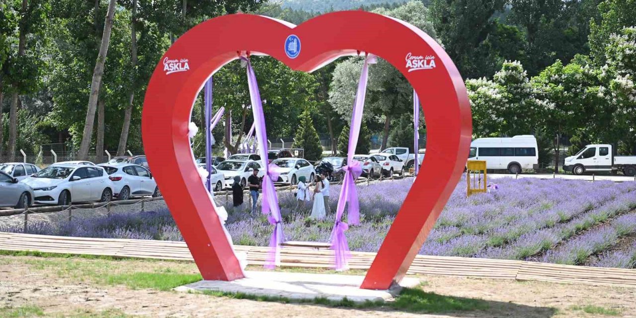 Çorum’daki lavanta bahçesinde hasat yapılacak