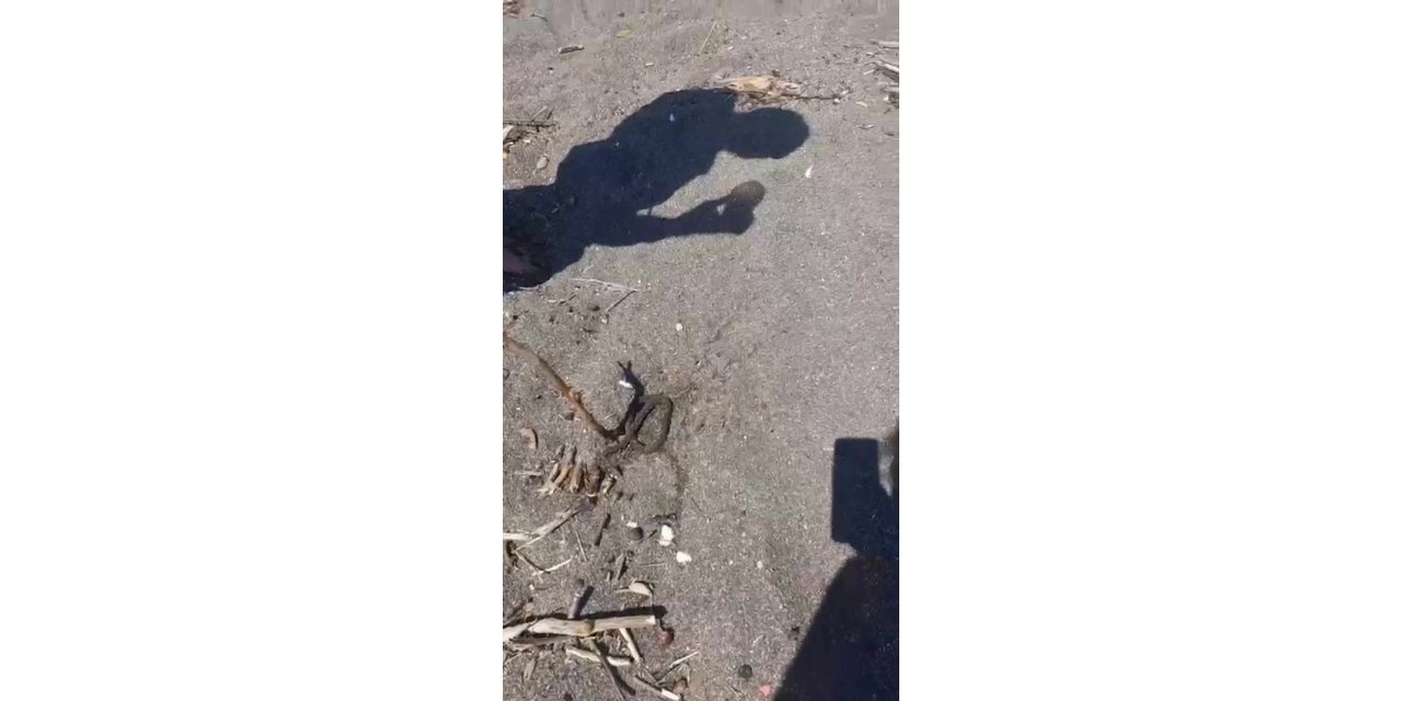Denizde yüzerken yılan bacağına dolandı