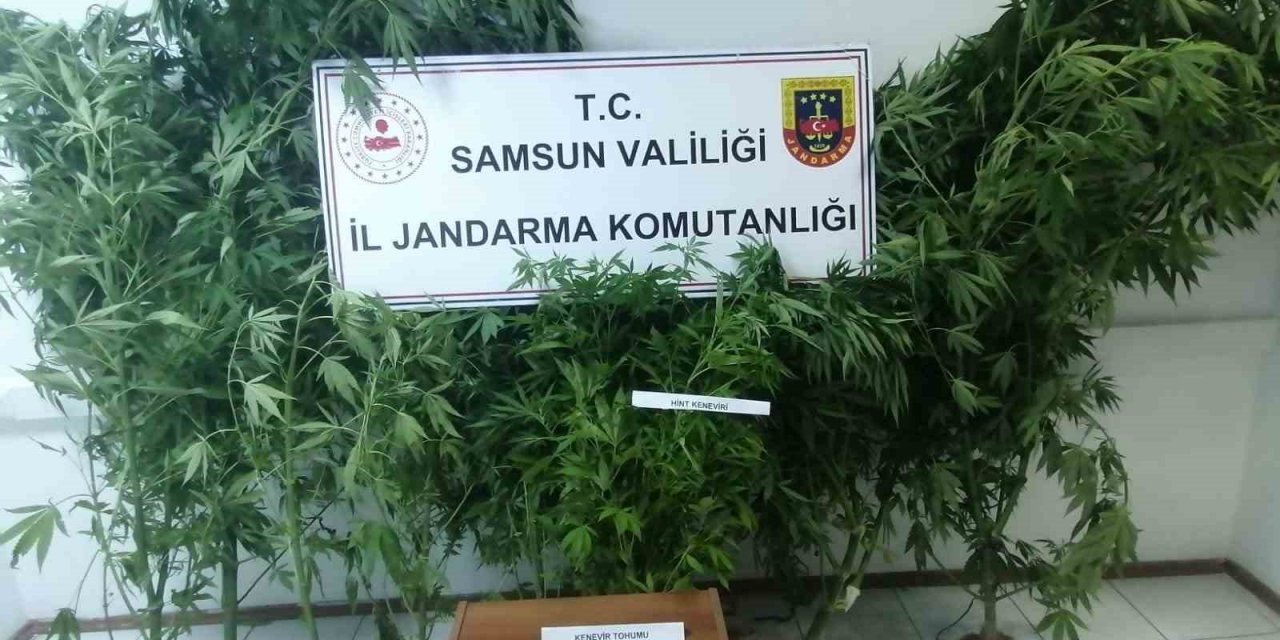 Jandarma kümes bahçesinde ekili 20 kök kenevir ele geçirdi