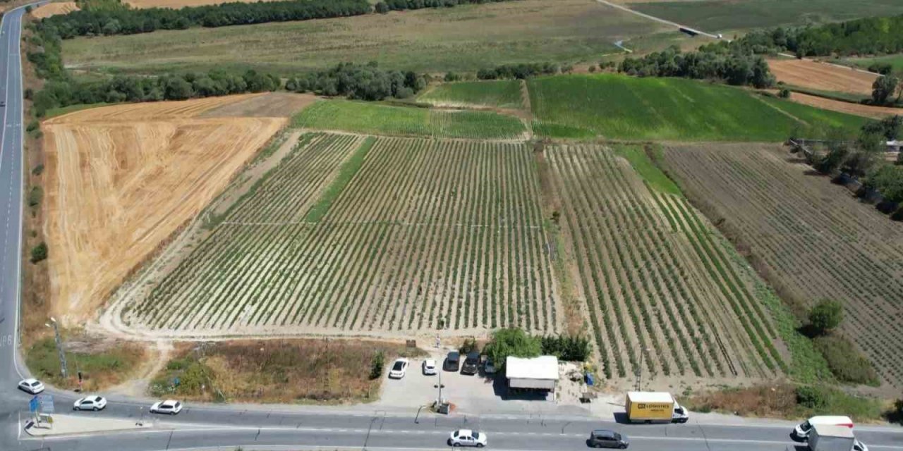 Arnavutköy’de bakanlık destekli projeye yoğun ilgi: Kadınlar yetiştiriyor, vatandaş topluyor
