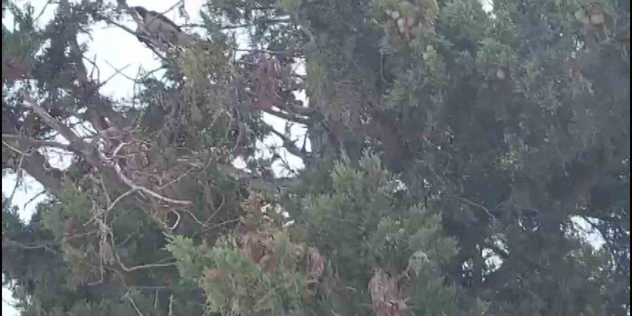 Ayağına ip takılınca ağaçta mahsur kalan karganın imdadına itfaiye yetişti