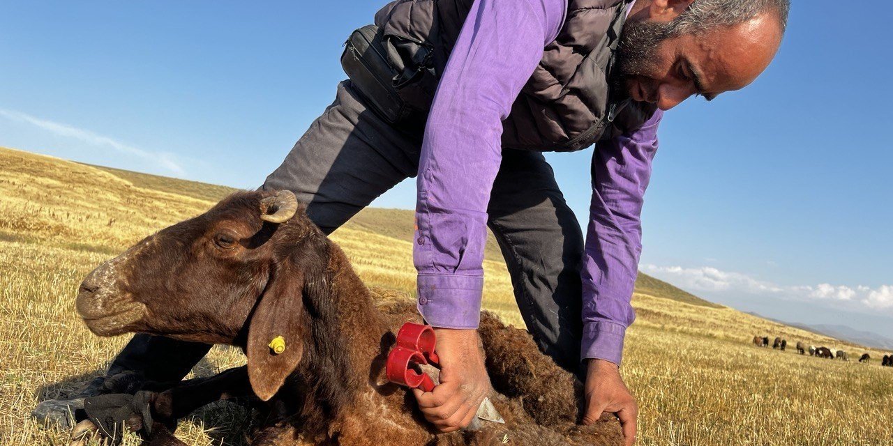 Ağrı’da koyun kırkma mesaisi başladı