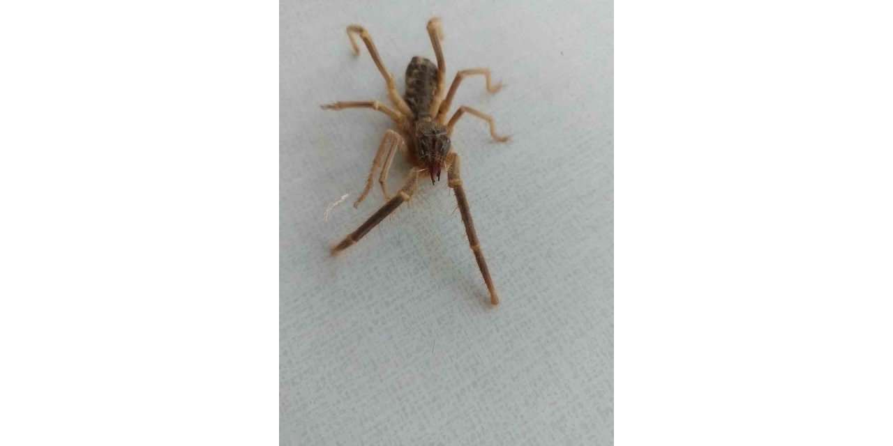Havaların ısınmasıyla Sarıkız Örümceği Ortaya Çıktı