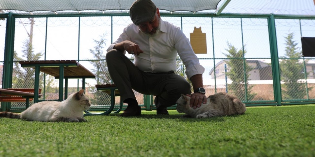 Kocasinan’dan sıcak bir yuva; ‘küçük dostlar kedi kasabası’