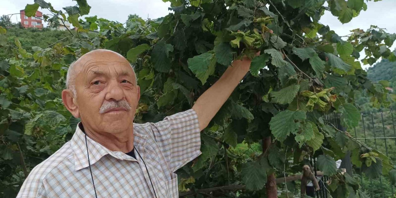 Giresun’da üretici fındık hasadı öncesi bahçe altı temizlik çalışmalarına başladı