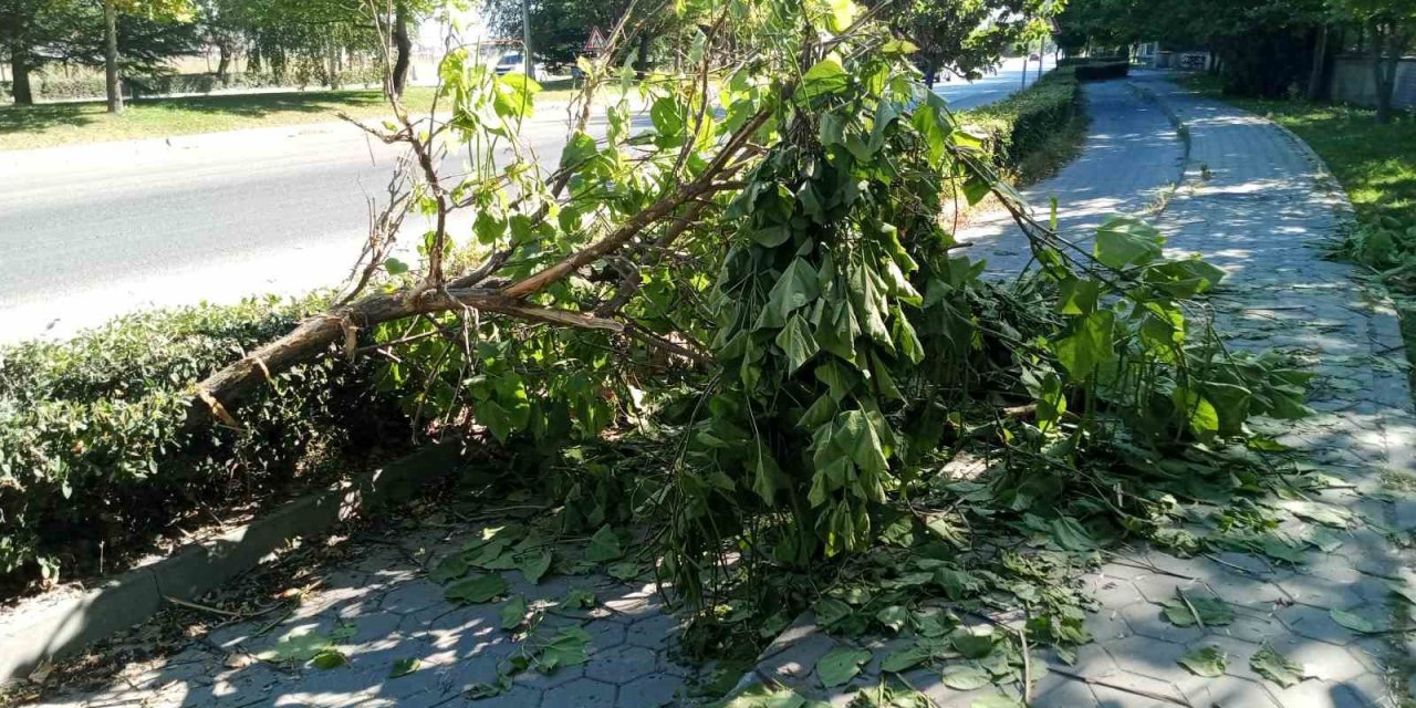 Devrilen ağaç yaya ve bisiklet geçişlerine engel oldu
