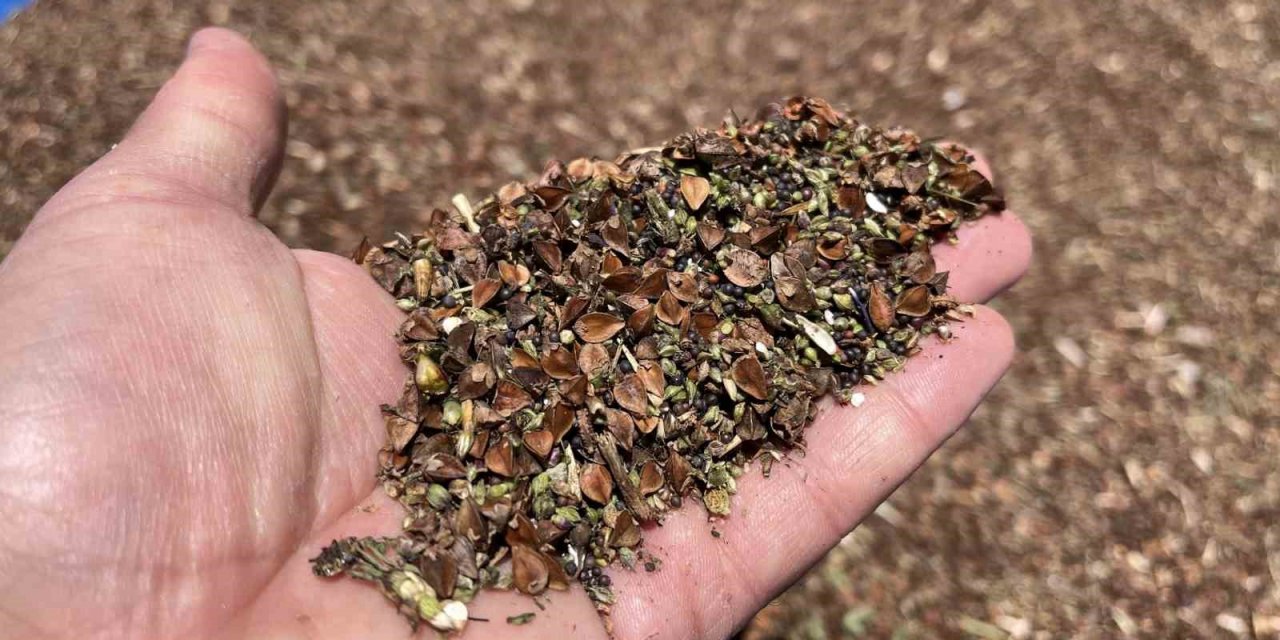 3 yıl önce deneme amacıyla ekilmişti: Çölyak hastalarının besin kaynağı karabuğdayda yüksek verim