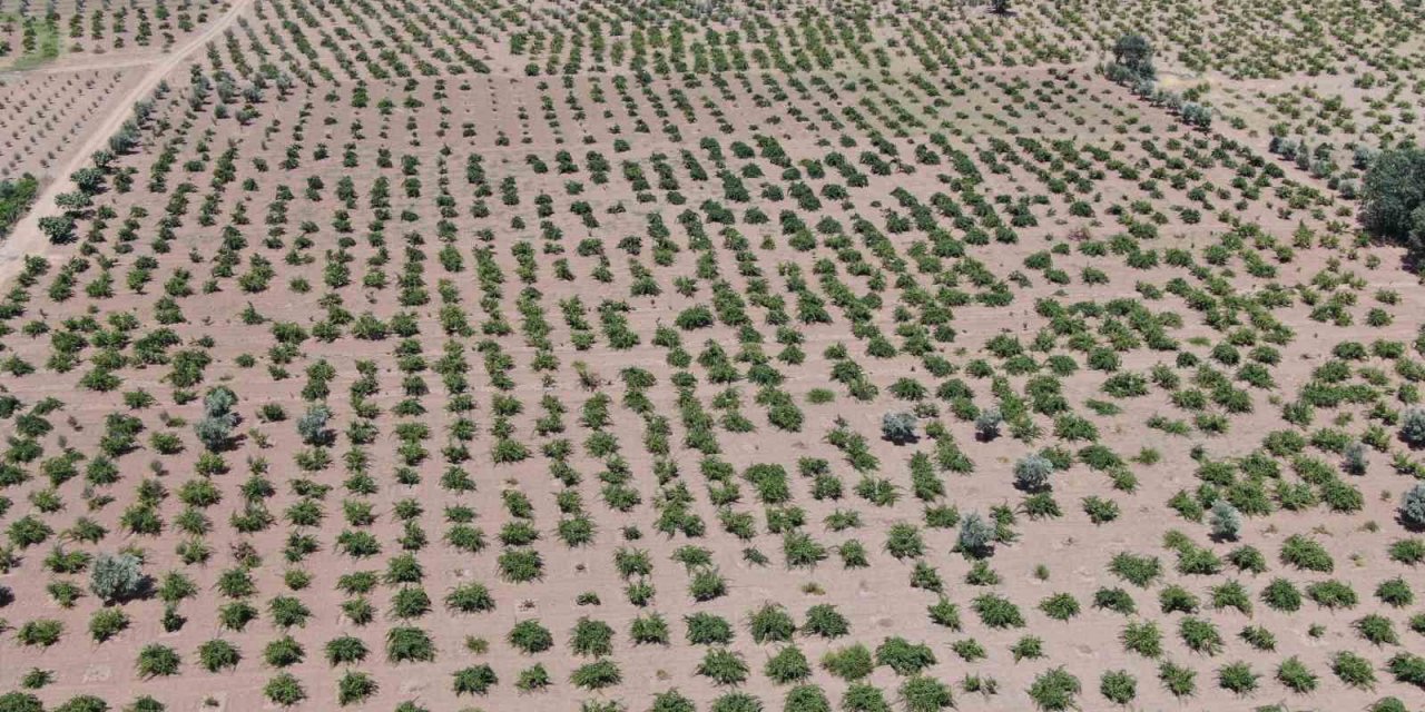 Deprem ve aşırı sıcaklar üzümdeki rekolteyi düşürdü
