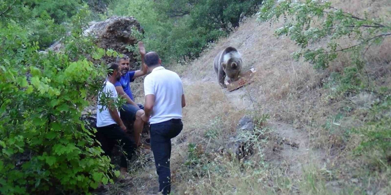Tunceli’de bozayı, karnını doyurmak için kamp alanına geliyor