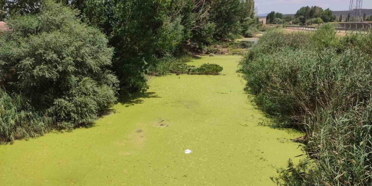 Beylikova’dan geçen Porsuk Çayı yosun tuttu