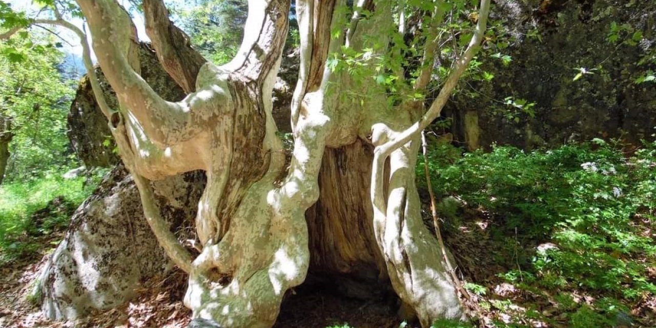 500 yıllık çınar ağacı görenleri mest ediyor