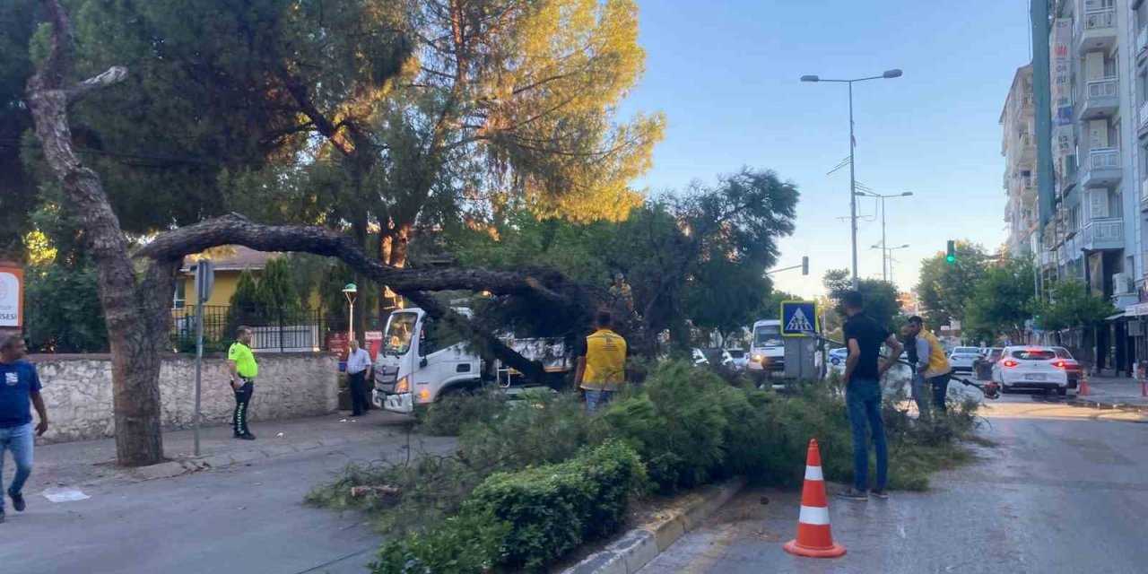 Kuruyan çam ağacı ağırlığa dayanamayarak yol devrildi