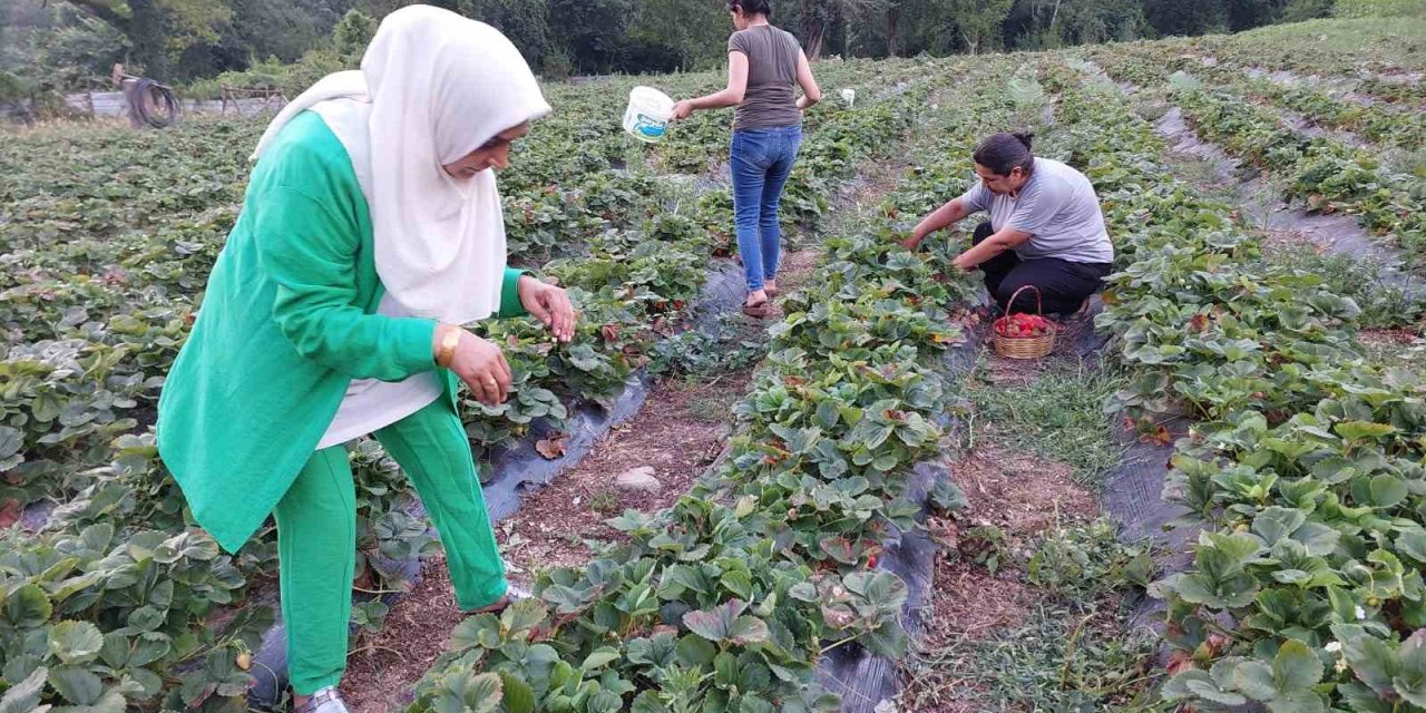 Hatay Dörtyol’da çilek hasadı başladı