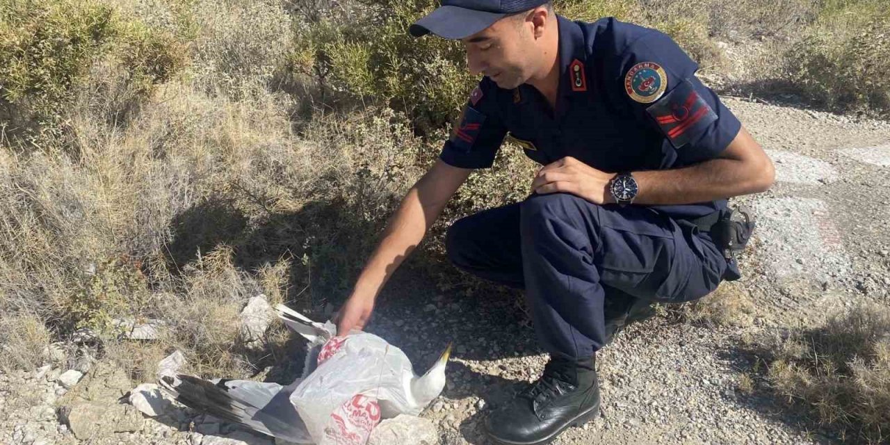 Kafasına poşet takılan martı, jandarma tarafından kurtarıldı