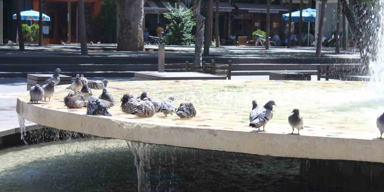 Eskişehir’de sıcaktan bunalan güvercinler süs havazunda serinliyor
