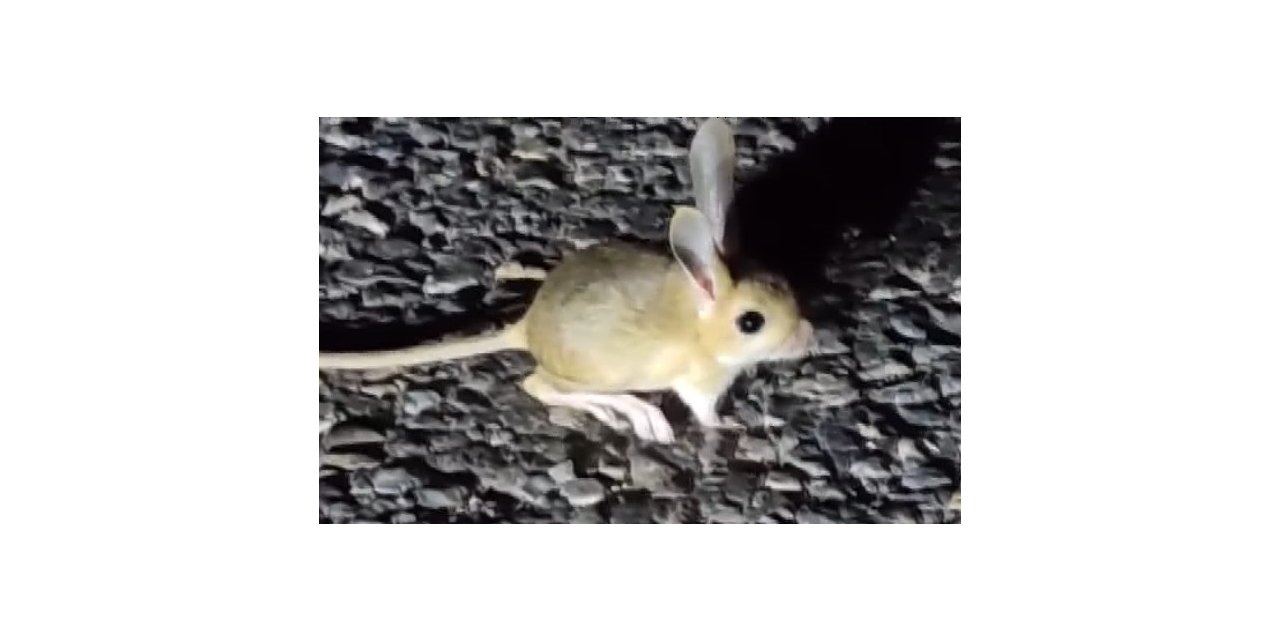 Dünyada kırmızı listede bulunan Arap tavşanı Tunceli’de görüntülendi