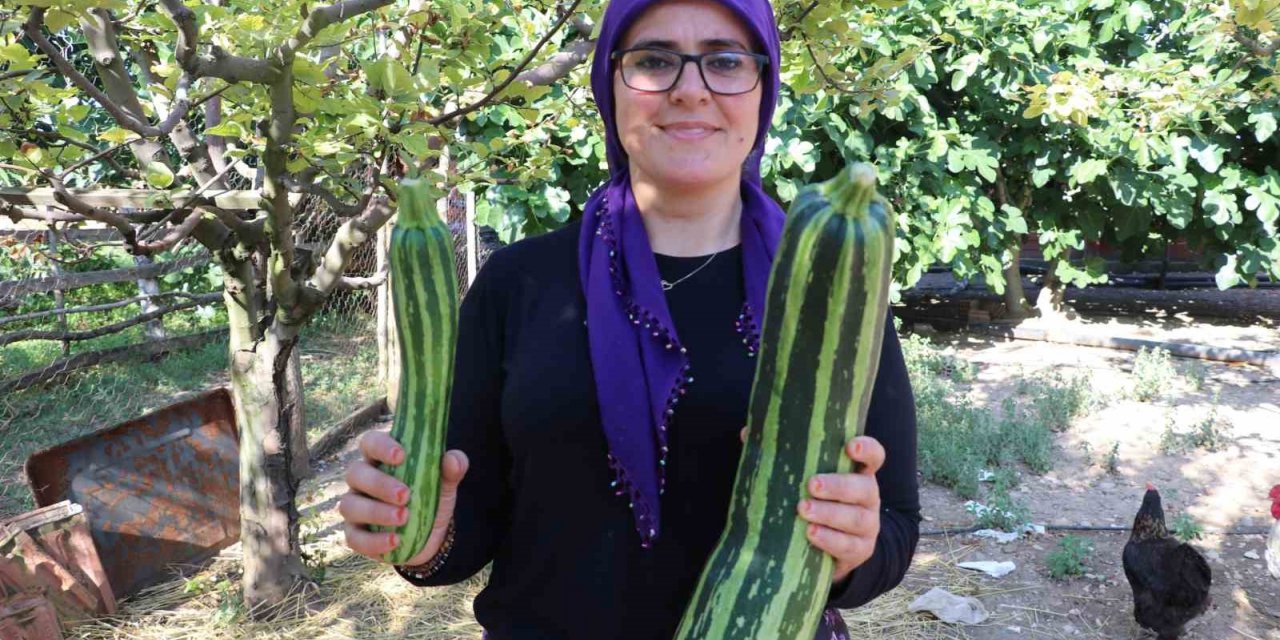 Görenleri şaşkına çeviren kabak