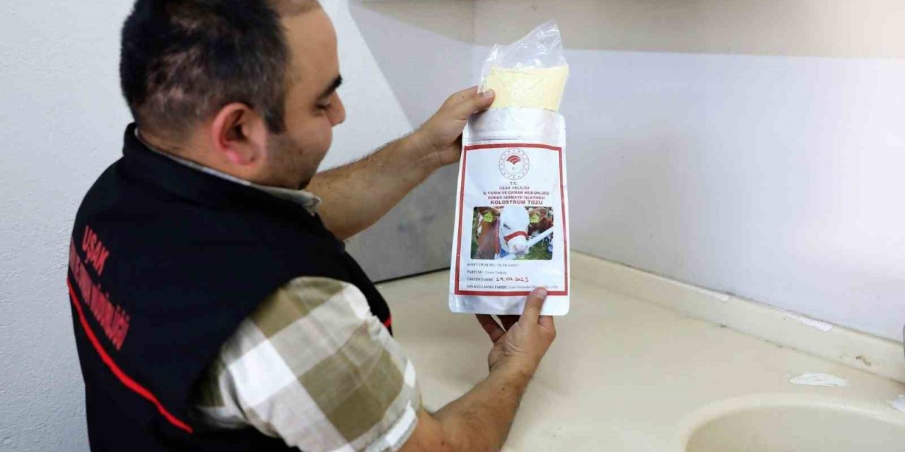 Uşak Tarım ve Orman İl Müdürlüğü ağız sütünün seri üretimine başladı