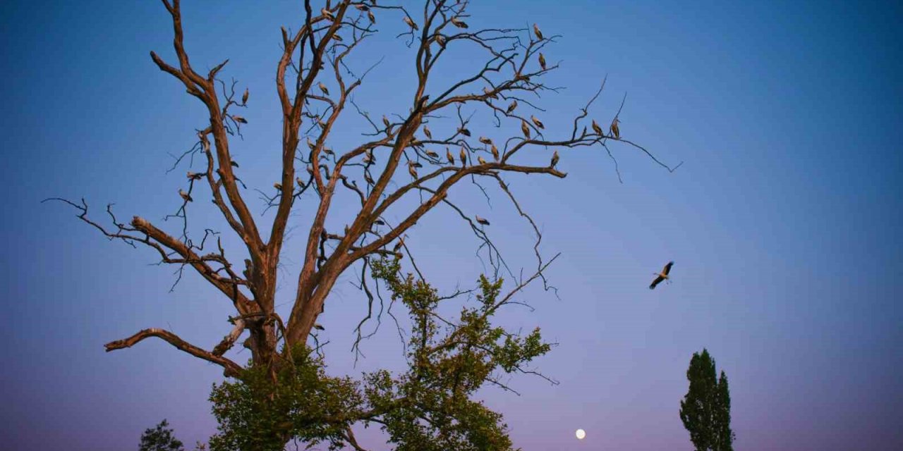 Aylak leylekler böyle görüntülendi