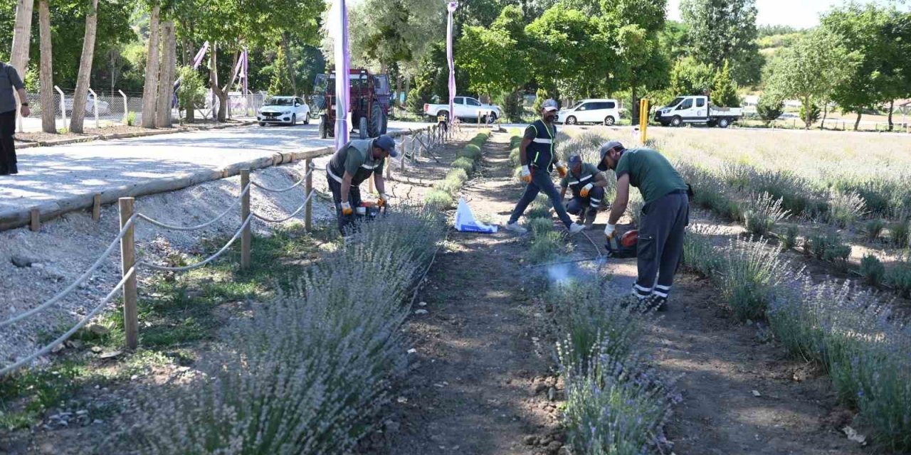 Çorum Belediyesi lavanta bahçesinde ilk hasat gerçekleştirdi