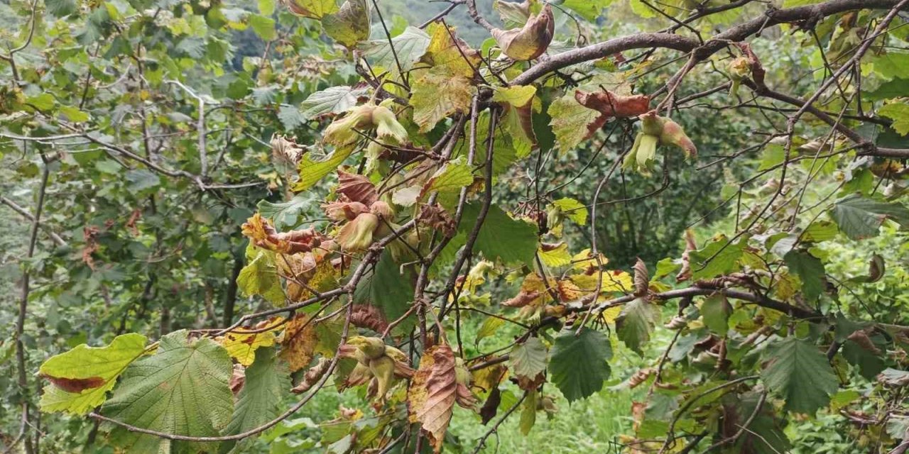 Fındık üreticisine hasat uyarısı