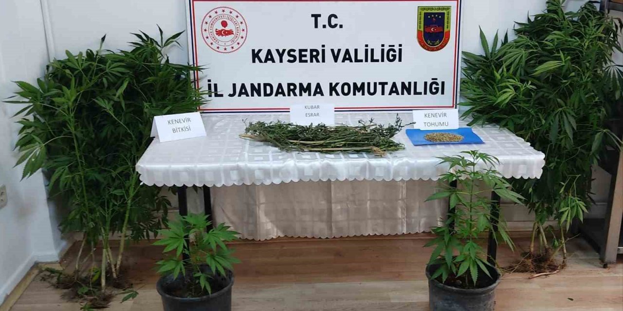 Evinde kenevir yetiştiren şahıs yakalandı
