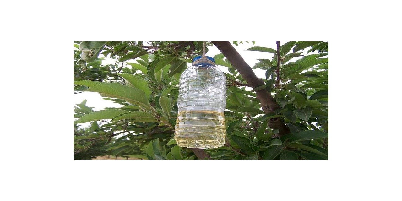 Kanadı Noktalı Sirke Sineği ile mücadele zamanı