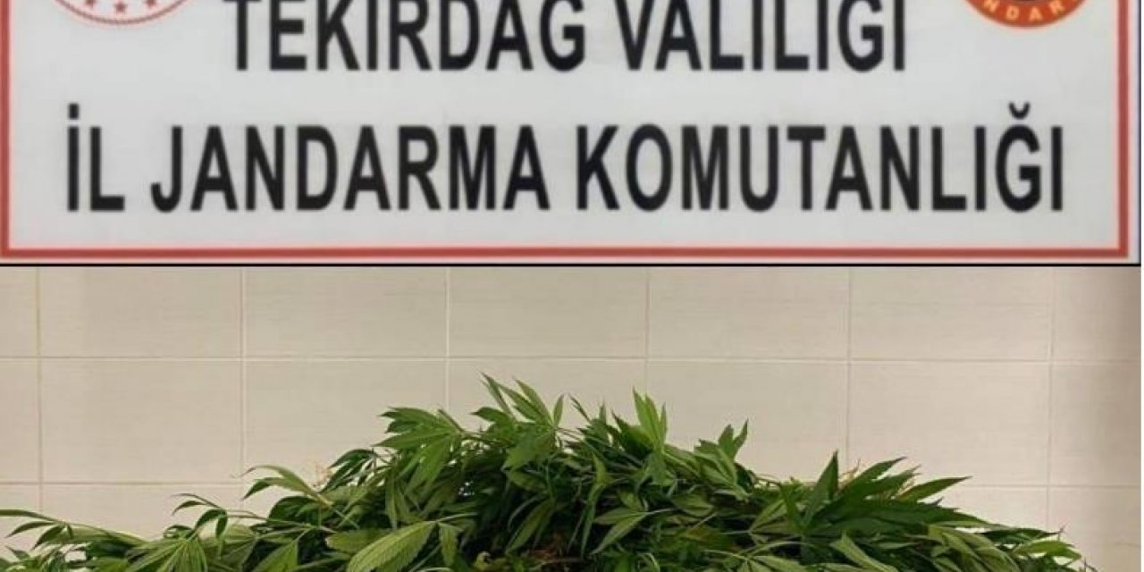 Ormanda ekili kenevir bulundu