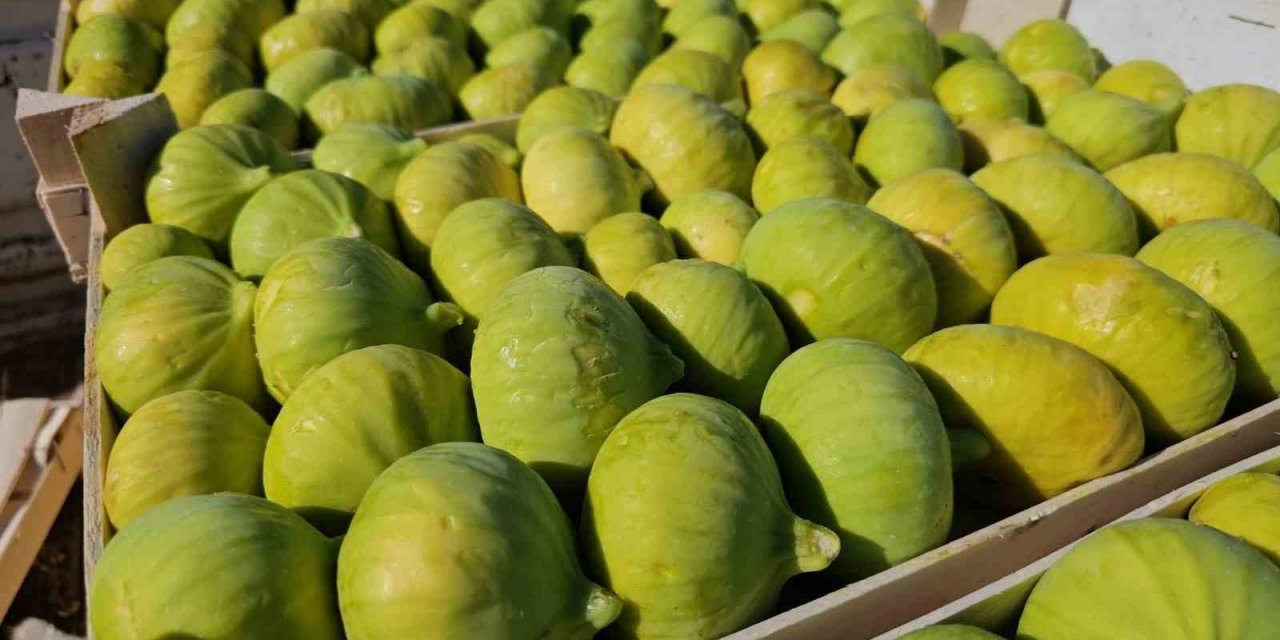 Buharkent’te erkenci taze incir hasadı başladı