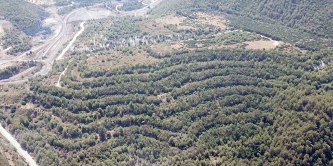 Muğla Valiliği: "Akbelen’e izin sahibi 130 bin fidan dikecek"