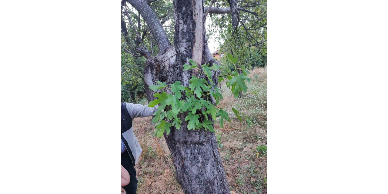 Elma ağacının gövdesinde incir fidanı yeşerdi