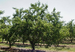 Ağaca bakan stresi yeniyor